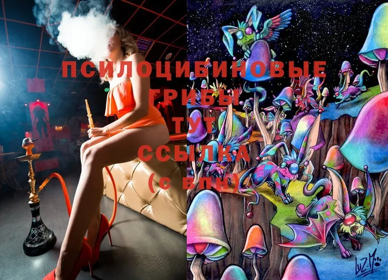 купить  сайты  Сортавала  Псилоцибиновые грибы Psilocybe 